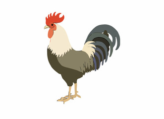 Proud cockerel standing on white background for farm and livestock design themes © gagan