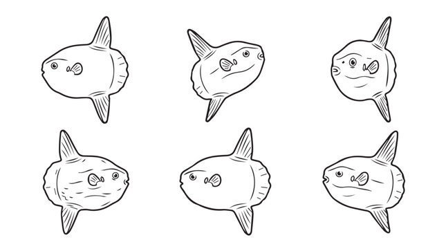 Ocean sunfish illustrations with varied orientations wildlife creature underwater illustration collection isolated background minimalist circular distinctive character