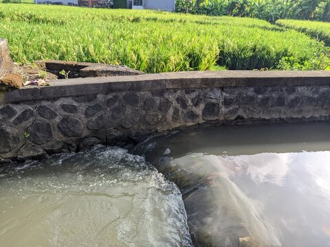cloudy water flowing over a concrete weir in an agricultural subak irrigation canal next to a lush green rice field under bright daylight.