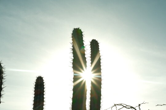 Columnar cactus silhouette with sunstar rays in arid desert landscape, La Guajira Colombia