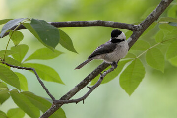 Obraz premium Chickadee on a branch