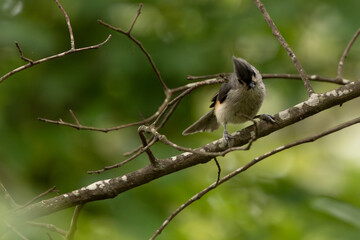 Head tilted tufted titmouse on a branch © meandershine