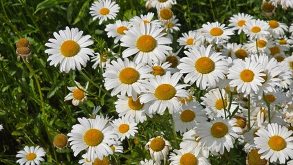 Fototapeta premium field of daisies