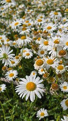 Obraz premium daisies in a field