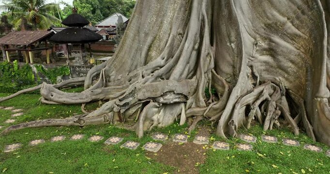 700 years old tree in Bali. Ancient Bayan tree
