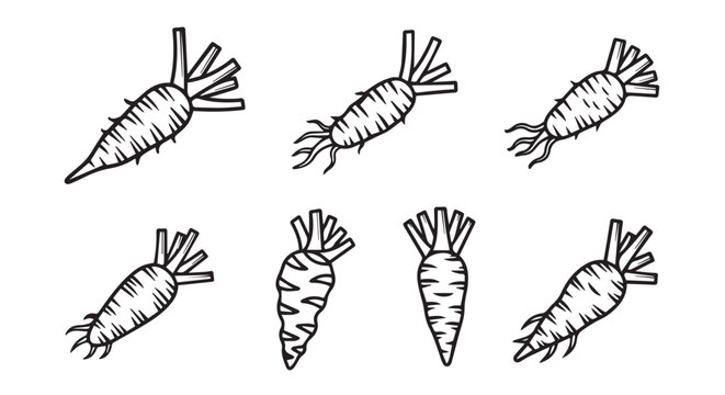 Hand-drawn sketch illustration of fresh carrots with stems set for healthy eating vegetable collection isolated minimalist ingredient nutrition vegetarian agriculture springtime culinary