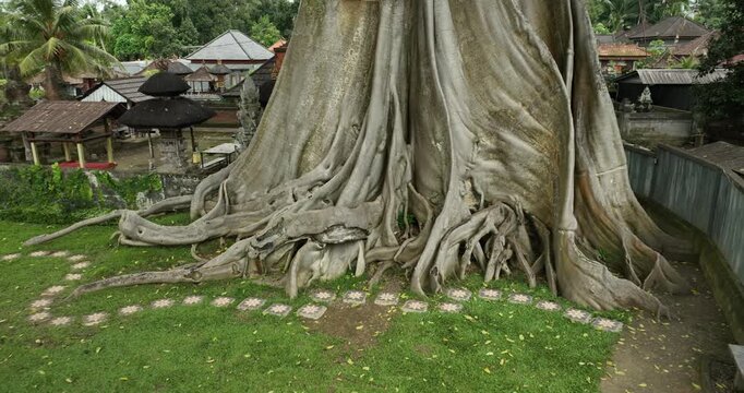 700 years old tree in Bali. Ancient Bayan tree