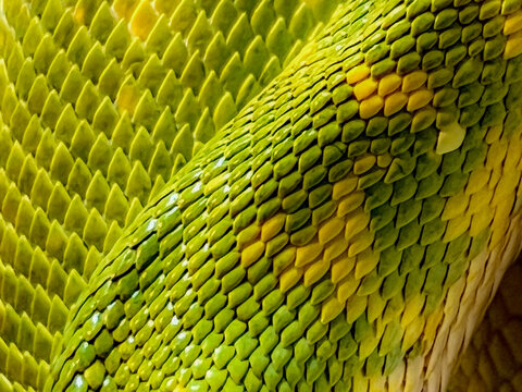 Emerald Tree Boa