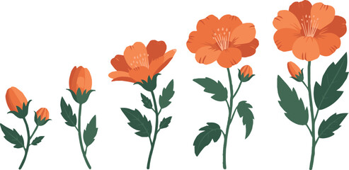 Fototapeta premium flower growth stages illustration bud to full bloom sequence
