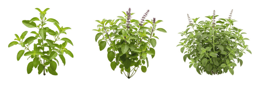 Tulsi holy basil plant, Ocimum tenuiflorum, Lamiaceae family, sacred ayurvedic medicinal herb profile, fresh green serrated leaves decussate phyllotaxy, aromatic perennial undershrub botanical asset