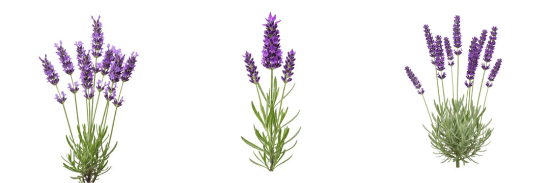Lavender plant, Lavandula angustifolia, Lamiaceae family, aromatic medicinal herb profile, purple floral spikes verticillasters, narrow linear leaves square stem, perennial subshrub botanical asset