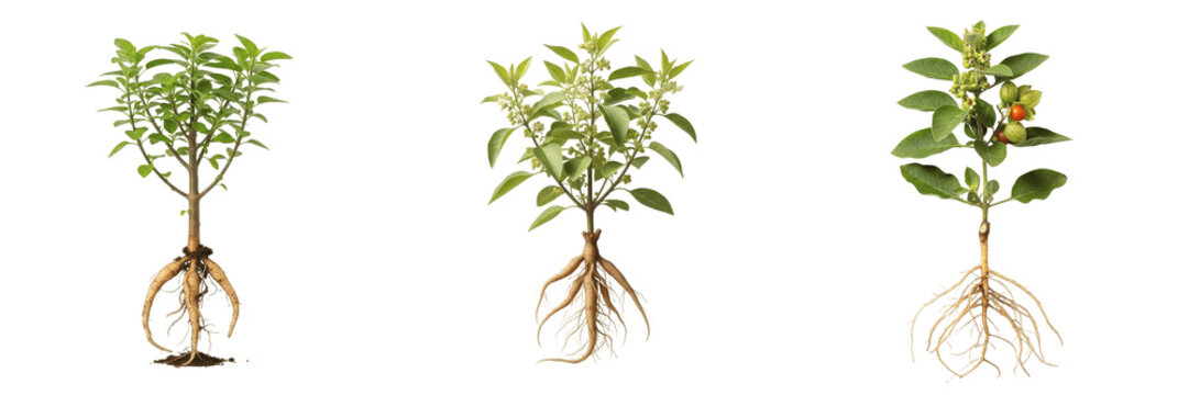 Ashwagandha plant, Withania somnifera, Solanaceae family, indian ginseng medicinal shrub profile, visible tuberous taproots structure, elliptic dull green leaves, perennial botanical tracking specimen