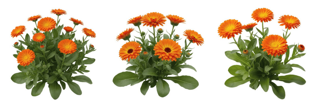 Calendula plant, Calendula officinalis, Asteraceae family, pot marigold medicinal floral profile, orange composite blossoms ray disc florets, spatulate hairy leaves, annual botanical specimen layout