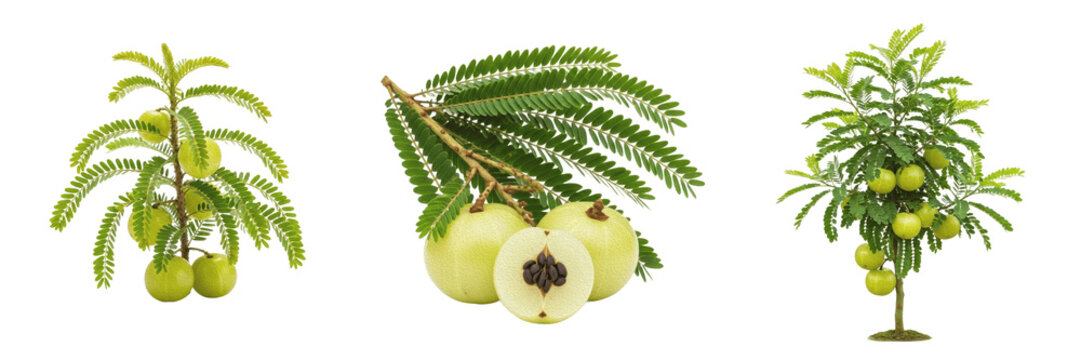 Amla plant, Phyllanthus emblica, Phyllanthaceae family, medicinal deciduous tree profile, spherical greenish-yellow fruit visible linear-oblong leaves, ayurvedic botanical specimen mapping layout