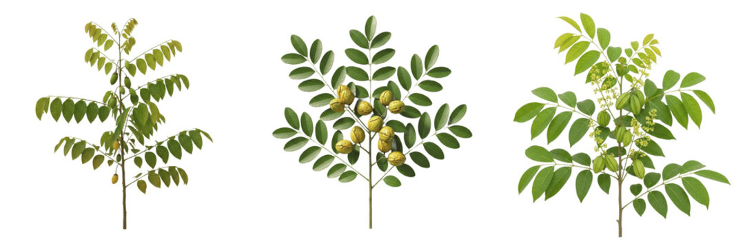 Haritaki plant, Terminalia chebula, Combretaceae family, medicinal deciduous tree profile, ribbed drupe fruits ovate leaves woody branches, traditional ayurvedic botanical specimen tracking map layout