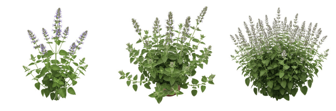 Catnip plant, Nepeta cataria, Lamiaceae family, aromatic medicinal perennial herb profile, coarsely toothed triangular leaves square stem structure, botanical specimen architectural tracking layout