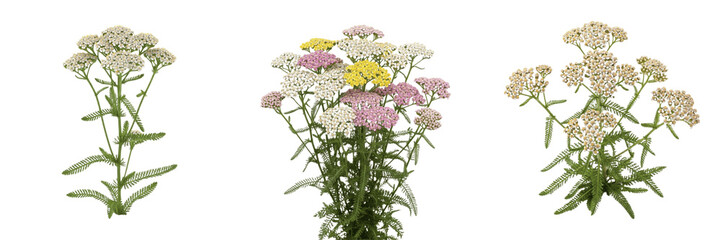 Yarrow plant, Achillea millefolium, Asteraceae family, medicinal perennial herb floral profile, clustered white composite flowers bipinnate feathery leaves, botanical specimen architectural layout map © Homelander