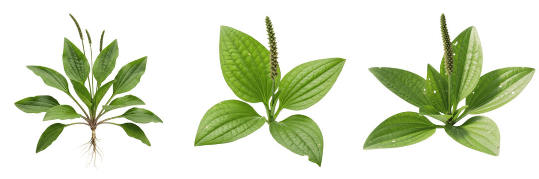 Plantain herb, Plantago major, Plantaginaceae family, medicinal perennial broadleaf weed profile, oval ribbed basal rosette leaves prominent parallel veins, botanical specimen architectural layout map