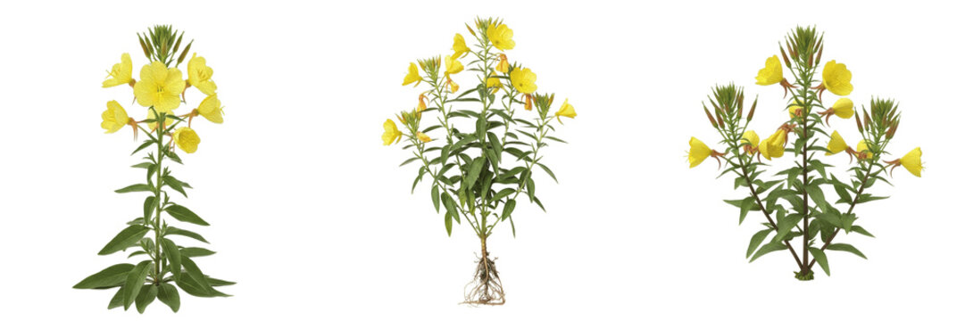 Evening primrose plant, Oenothera biennis, Onagraceae family, medicinal biennial herb floral profile, yellow tetramerous bowl-shaped flowers lanceolate leaves, botanical specimen layout index chart