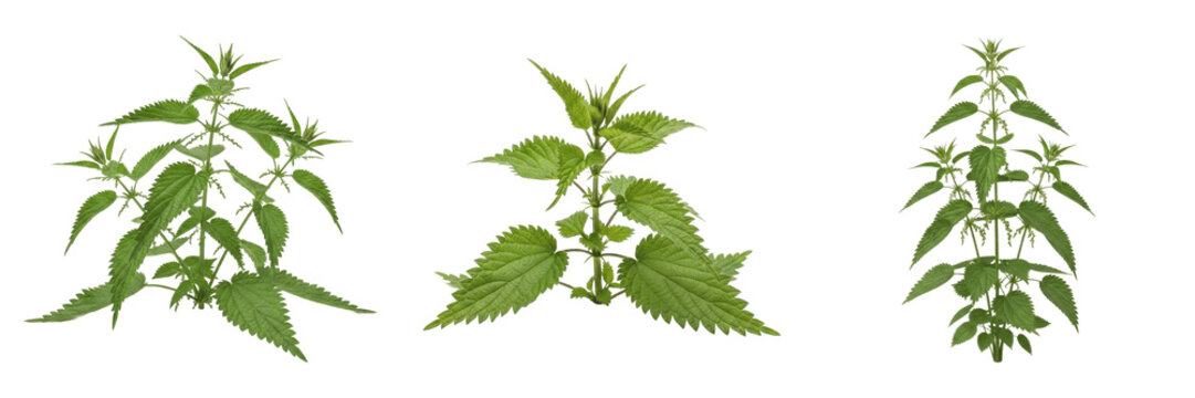 Nettle plant, Urtica dioica, Urticaceae family, medicinal herbaceous perennial profile, serrated cordate leaves stinging trichome hairs square stems, botanical specimen structural mapping layout chart