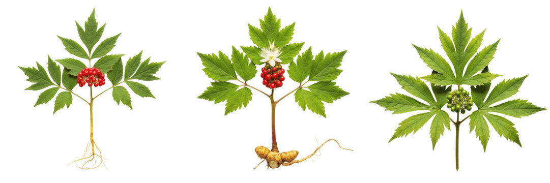 Goldenseal plant, Hydrastis canadensis, Ranunculaceae family, medicinal perennial woodland herb profile, yellow knotted subterranean rhizome palmately lobed hairy leaves, botanical specimen layout map