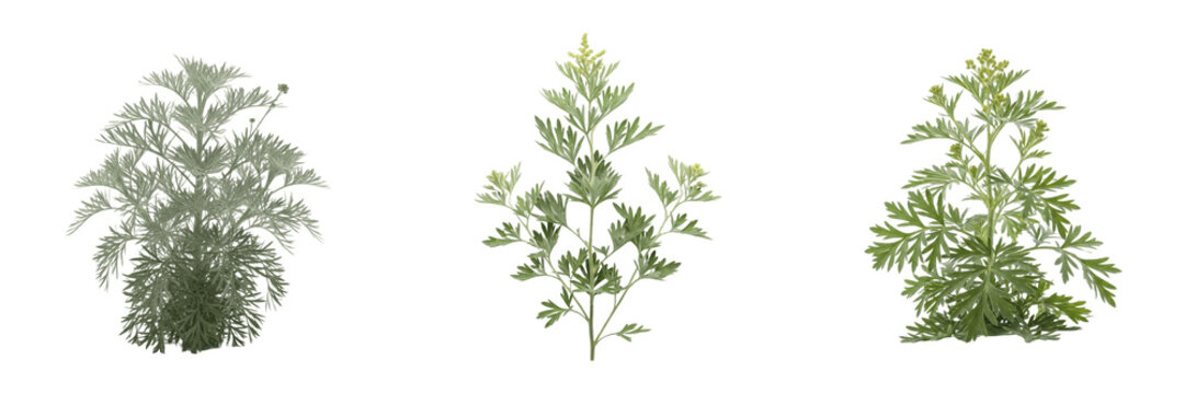 Artemisia plant, Artemisia vulgaris, Asteraceae family, mugwort medicinal perennial herb profile, pinnately lobed dark green leaves silvery-white tomentose underside, botanical specimen tracking map