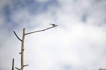 잠자리 © JinChang