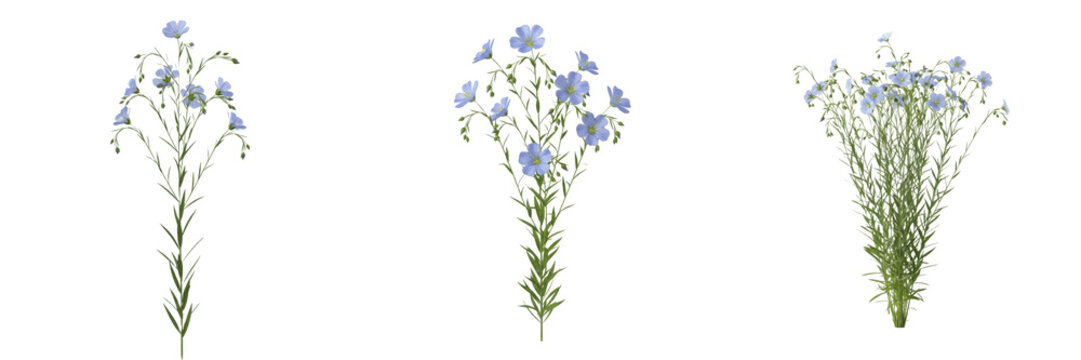 Flax plant, Linum usitatissimum, Linaceae family, medicinal nutritional annual herb profile, pale blue five-petaled flowers slender erect branching stems linear leaves, botanical specimen layout map