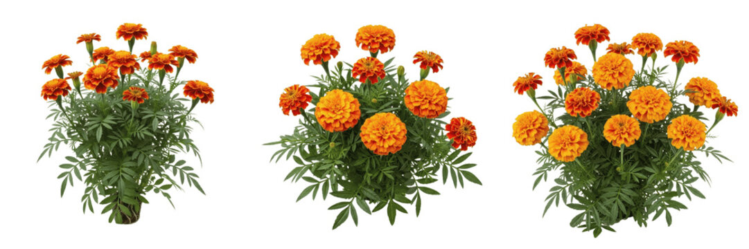 Marigold plant, Tagetes erecta, Asteraceae family, medicinal ornamental annual floral profile, vibrant orange-yellow composite double flower heads pinnately divided leaves, botanical specimen index