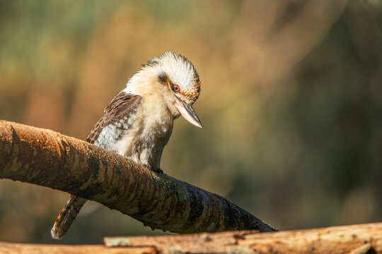 Laughing Kookaburra also called Dacelo novaeguineae found in Brisbane, Queensland.