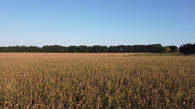 A wide shot captures a mature cornfield under a bright, clear blue sky. The uniform rows stretch towards a distant tree line, symbolizing agricultural abundance.