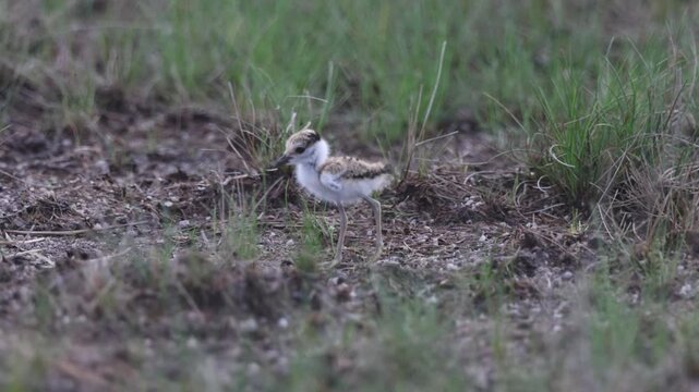River lapwing during the breeding season.