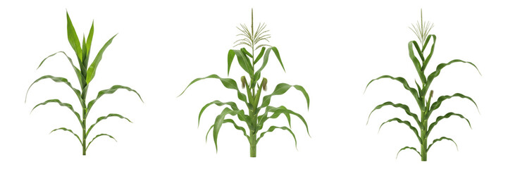 Fototapeta premium Green maize plant , tall corn stalk with fresh leaves, centered on white floor exhibiting botanical characteristics, vascular tissue architecture, chloroplast cell structure, cellular differentiat