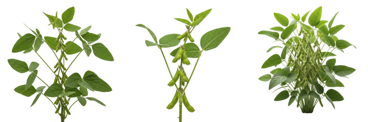 Soybean crop , green soybean pods on healthy plant, studio lighting exhibiting botanical characteristics, vascular tissue architecture, chloroplast cell structure, cellular differentiation pattern © KCago