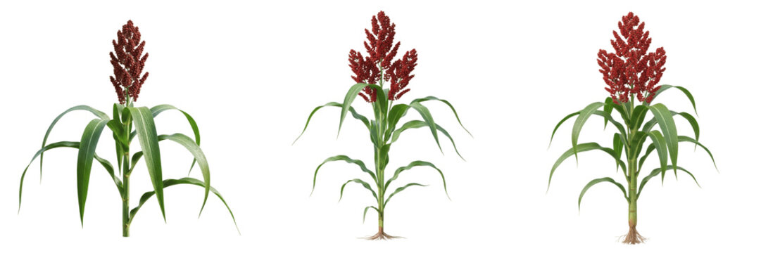 Sorghum crop plant , red seed clusters and green leaves, farming concept exhibiting botanical characteristics, vascular tissue architecture, chloroplast cell structure, cellular differentiation pat