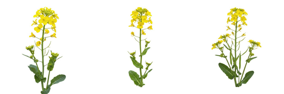 Canola crop plant , bright yellow rapeseed flowers and stems, farming theme exhibiting botanical characteristics, vascular tissue architecture, chloroplast cell structure, cellular differentiatio