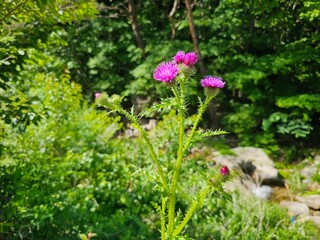 Fototapeta premium Wild Purple Thistle Flower Blooming in a Lush Forest