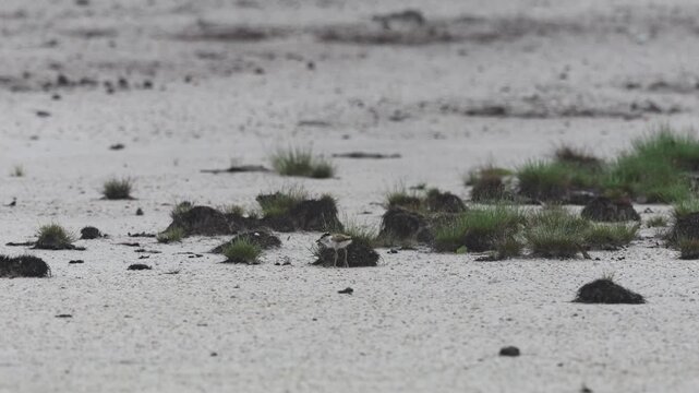 River lapwing during the breeding season.
