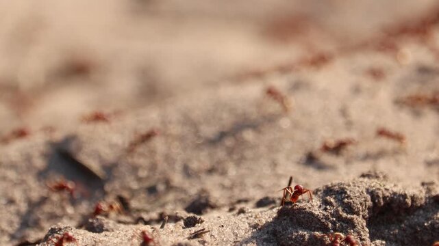 Forest brown ants on sand, macro shot. This macro footage is perfect for nature documentaries, educational content, or projects about wildlife and environment.