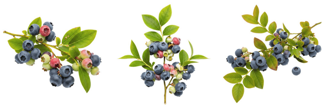 Blueberry crop , blueberry bush branch with berries, realistic agricultural image exhibiting botanical characteristics, vascular tissue architecture, chloroplast cell structure, cellular differe