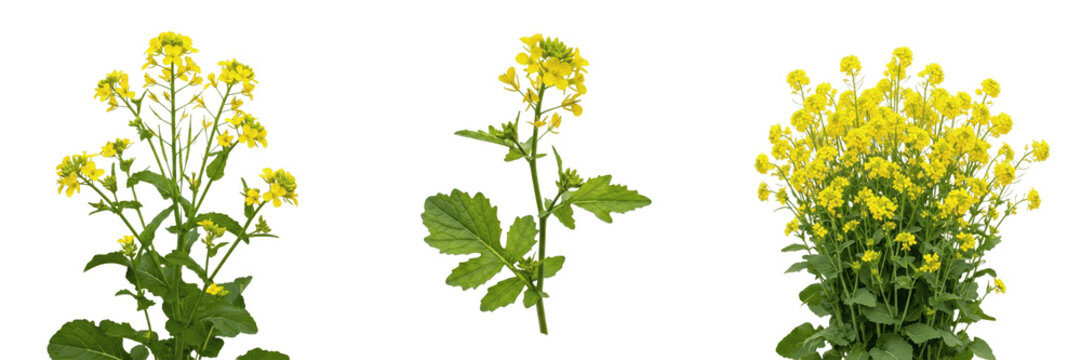 Mustard crop, yellow mustard flowers on plant flora biomass vegetative showing plant anatomy, vascular tissue architecture, and structural morphology within a biological reference specimen record file