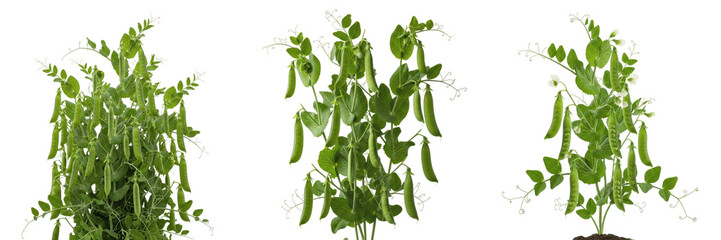 Green pea crop plant with pea pods hanging from vine stems vegetative showing plant anatomy, vascular tissue architecture, and structural morphology within a biological reference specimen record file  © KCago