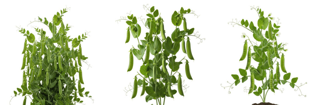 Green pea crop plant with pea pods hanging from vine stems vegetative showing plant anatomy, vascular tissue architecture, and structural morphology within a biological reference specimen record file 