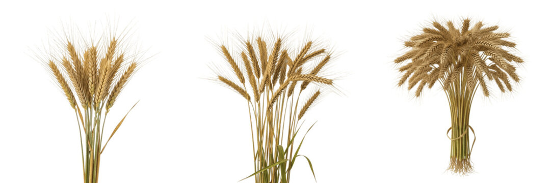Rye crop with ripe rye ears and stems vegetation taxonomy cultivation showing plant anatomy, vascular tissue architecture, and structural morphology within a biological reference specimen record file 