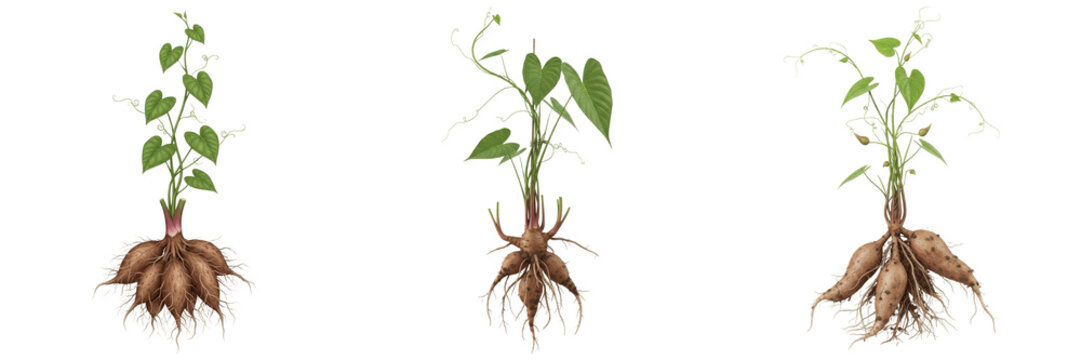 Yam crop with yam roots and climbing vine cellular tissue autotroph showing plant anatomy, vascular tissue architecture, and structural morphology within a biological reference specimen record file 