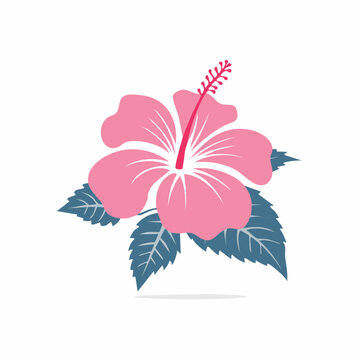 Pink Hibiscus Flower Illustration