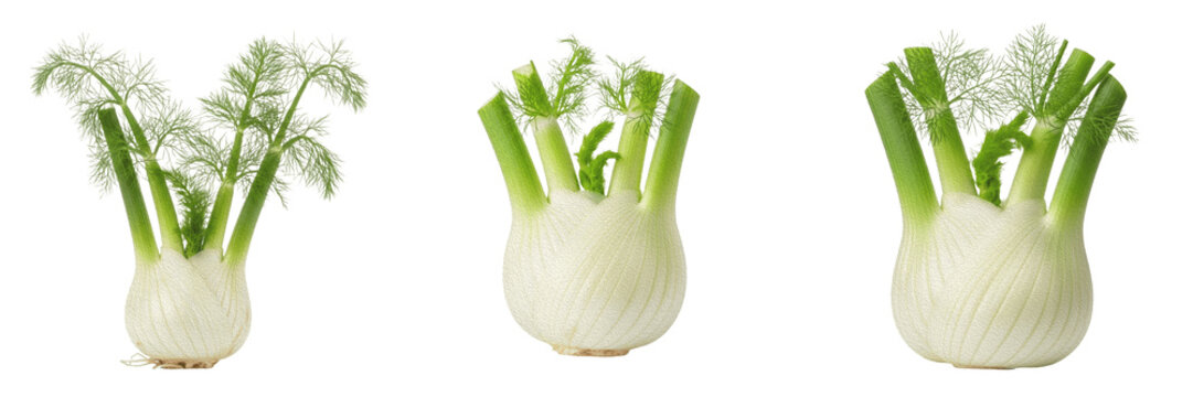 Fennel crop with fennel bulb and feathery leaves taxonomy agronomy showing plant anatomy, vascular tissue architecture, and structural morphology within a biological reference specimen record file 