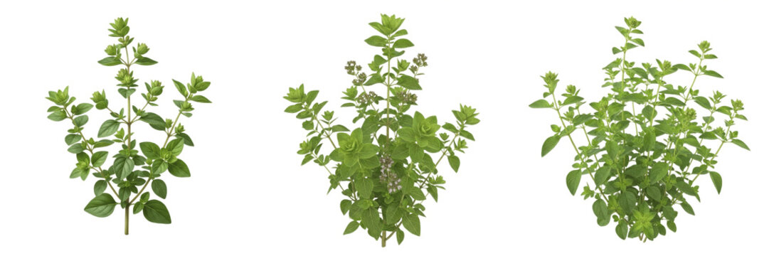Oregano crop plant with green oregano stems and leaves plant biomass showing plant anatomy, vascular tissue architecture, and structural morphology within a biological reference specimen record file 