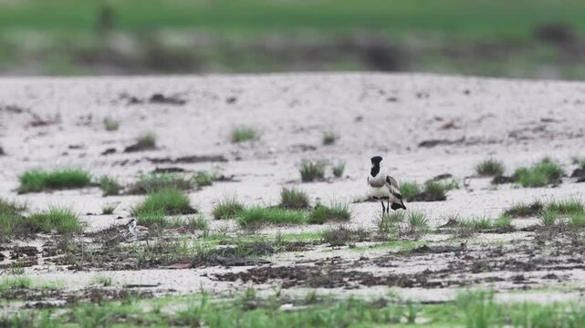 River lapwing during the breeding season.
