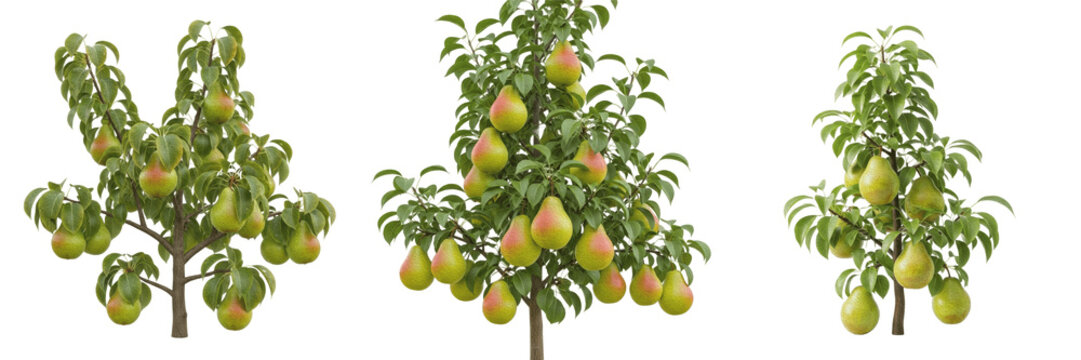 Pear crop plant with pears growing on branch orchard fruit specimen showing plant anatomy, vascular tissue architecture, and structural morphology within a biological reference specimen record file 